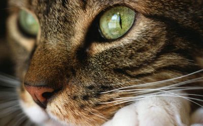 New law on declawing: how to live well with your cat