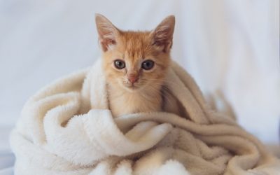 Information before the first Appointment for your kitten